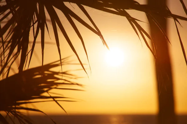 Palmy Czasie Zachodu Słońca Zabrane Teneryfę — Zdjęcie stockowe