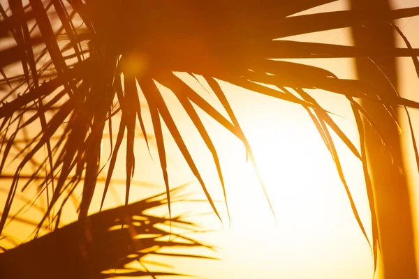 Palmeras Atardecer Tomadas Tenerife — Foto de Stock