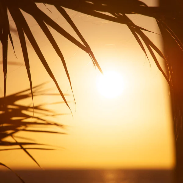 Palms Sunset Time Taken Tenerife — Stock Photo, Image