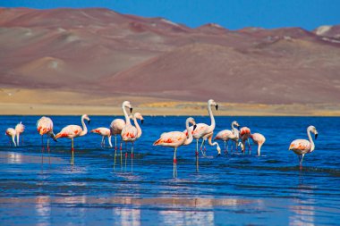 Paracas, Peru 'da okyanusta pembe flamingolar.