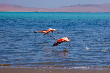 Paracas, Peru 'da okyanusta pembe flamingolar.
