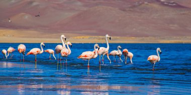 Paracas, Peru 'da okyanusta pembe flamingolar.