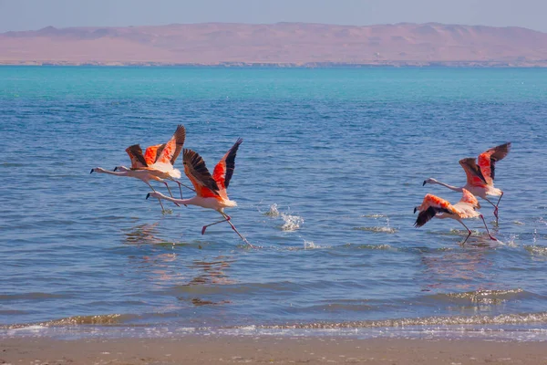 Pink Flamingos Ocean Paracas Peru — ストック写真
