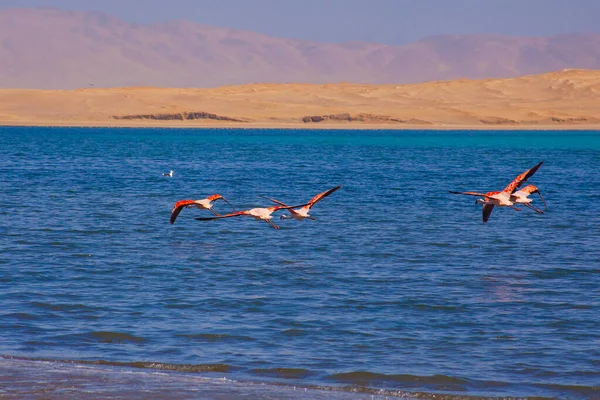 Pink Flamingos in the ocean in Paracas, Peru