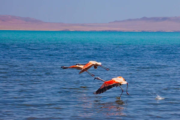 Růžoví Plameňáci Oceánu Paracasu Peru — Stock fotografie