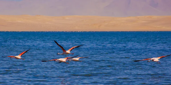 Розовые Фламинго Океане Паракасе Перу — стоковое фото