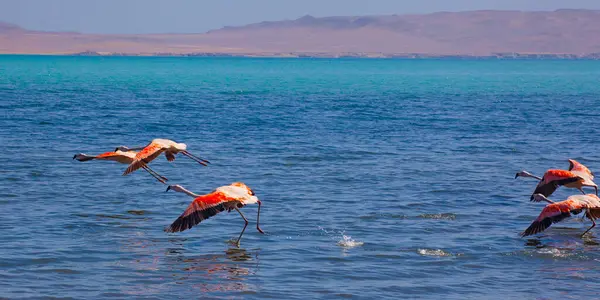 Pink Flamingos in the ocean in Paracas, Peru