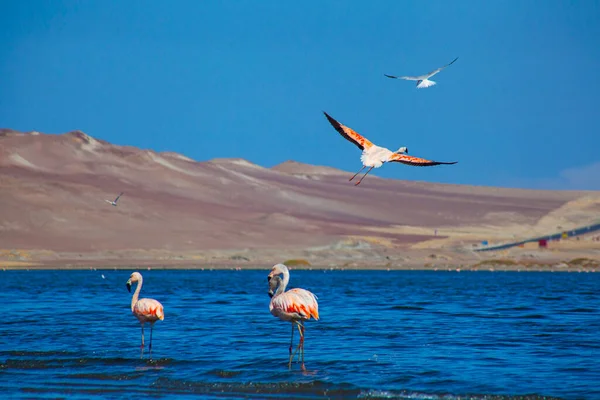 Pink Flamingos in the ocean in Paracas, Peru