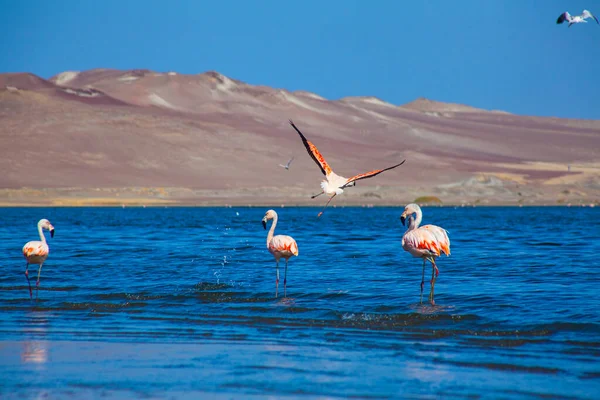 Pink Flamingos Ocean Paracas Peru — Stockfoto