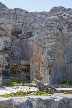 Meksika, Tulum Harabeleri 'nin taşlarında büyük iguana kertenkeleleri