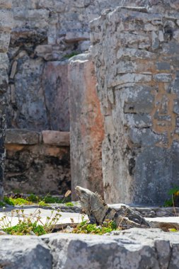 Meksika, Tulum Harabeleri 'nin taşlarında büyük iguana kertenkeleleri