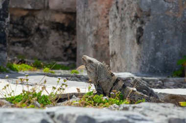 Meksika, Tulum Harabeleri 'nin taşlarında büyük iguana kertenkeleleri