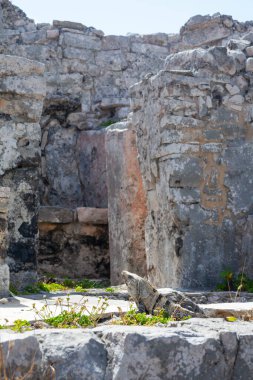 Large iguanas lizards in the stones of Tulum Ruins, Mexico