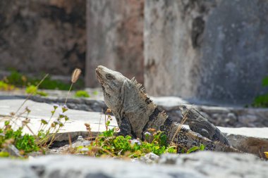 Meksika, Tulum Harabeleri 'nin taşlarında büyük iguana kertenkeleleri