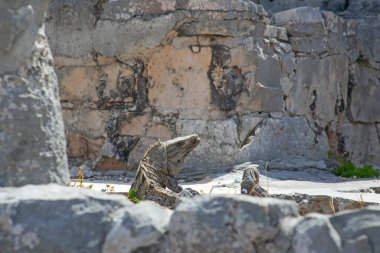 Meksika, Tulum Harabeleri 'nin taşlarında büyük iguana kertenkeleleri