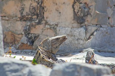 Meksika, Tulum Harabeleri 'nin taşlarında büyük iguana kertenkeleleri