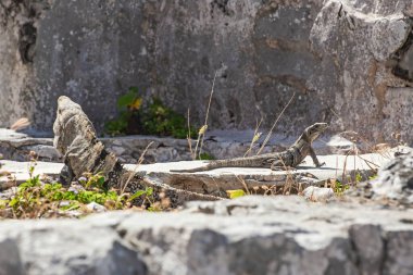 Meksika, Tulum Harabeleri 'nin taşlarında büyük iguana kertenkeleleri