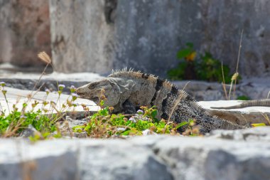 Meksika, Tulum Harabeleri 'nin taşlarında büyük iguana kertenkeleleri