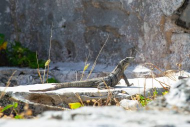 Meksika, Tulum Harabeleri 'nin taşlarında büyük iguana kertenkeleleri