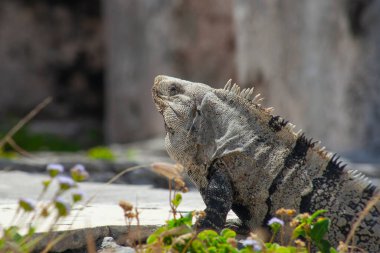 Meksika, Tulum Harabeleri 'nin taşlarında büyük iguana kertenkeleleri