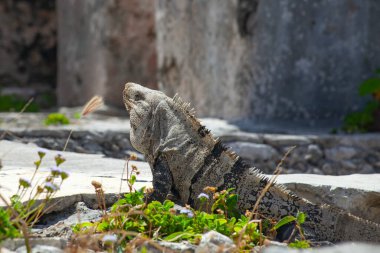 Meksika, Tulum Harabeleri 'nin taşlarında büyük iguana kertenkeleleri