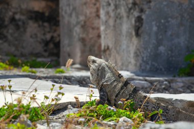 Meksika, Tulum Harabeleri 'nin taşlarında büyük iguana kertenkeleleri