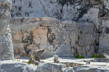 Meksika, Tulum Harabeleri 'nin taşlarında büyük iguana kertenkeleleri