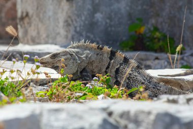 Meksika, Tulum Harabeleri 'nin taşlarında büyük iguana kertenkeleleri