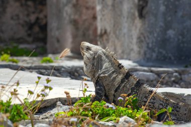 Meksika, Tulum Harabeleri 'nin taşlarında büyük iguana kertenkeleleri