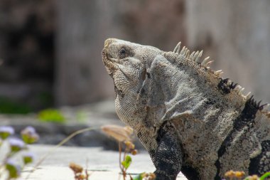 Meksika, Tulum Harabeleri 'nin taşlarında büyük iguana kertenkeleleri