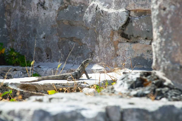 Large Iguanas Lizards Stones Tulum Ruins Mexico —  Fotos de Stock