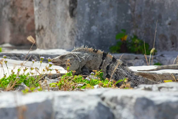 Large Iguanas Lizards Stones Tulum Ruins Mexico — Photo