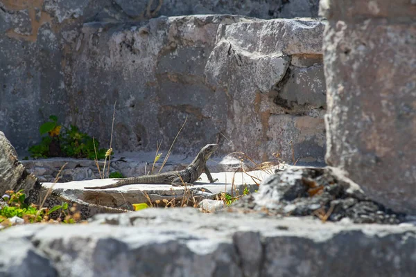 Large Iguanas Lizards Stones Tulum Ruins Mexico — ストック写真