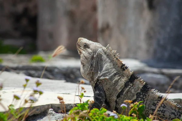 墨西哥图卢姆遗址石中的大型鬣蜥蜥蜴 — 图库照片