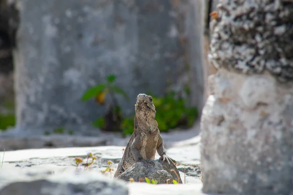 Große Leguane Den Steinen Der Ruinen Von Tulum Mexiko — Stockfoto