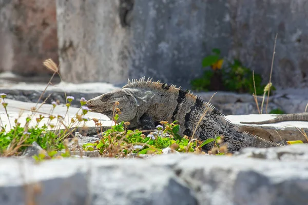 Large Iguanas Lizards Stones Tulum Ruins Mexico — Stock fotografie