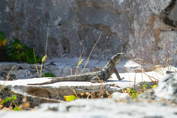 Large Iguanas Lizards Stones Tulum Ruins Mexico — Photo