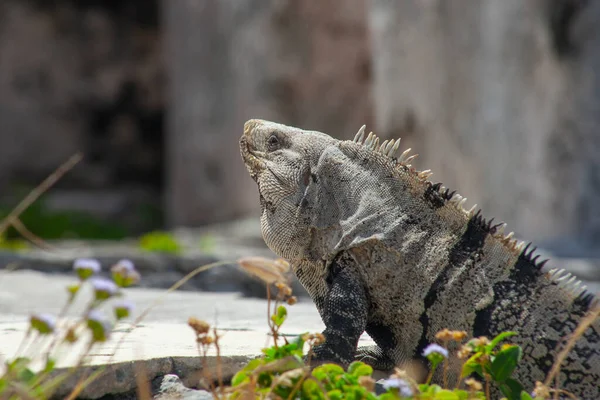 Large Iguanas Lizards Stones Tulum Ruins Mexico — Photo