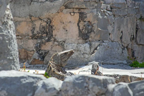 Large Iguanas Lizards Stones Tulum Ruins Mexico — ストック写真