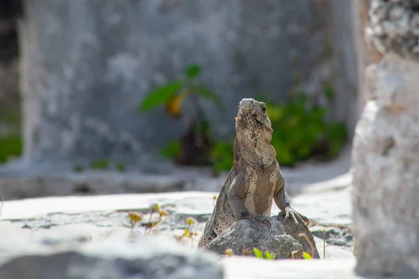 Large Iguanas Lizards Stones Tulum Ruins Mexico — Foto Stock