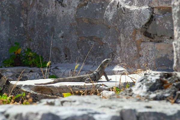 Large Iguanas Lizards Stones Tulum Ruins Mexico — ストック写真