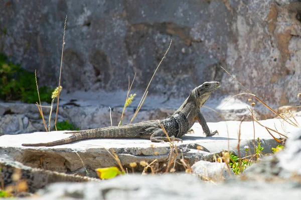 Large Iguanas Lizards Stones Tulum Ruins Mexico — Photo