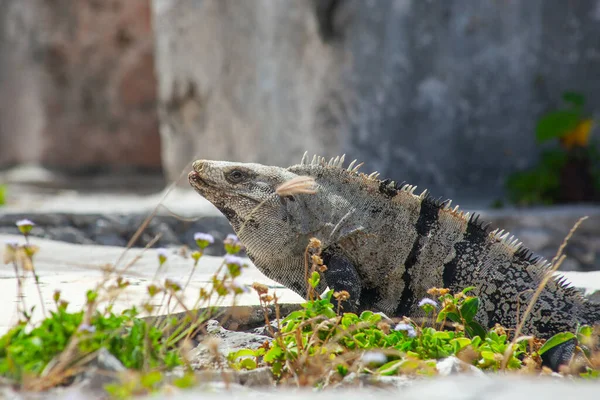Grands Iguanes Lézards Dans Les Pierres Des Ruines Tulum Mexique — Photo