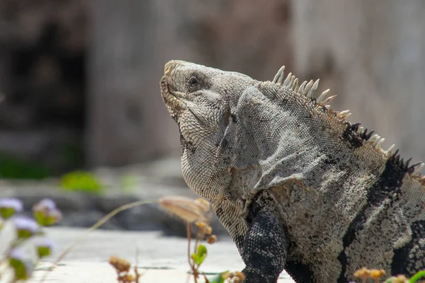 Grands Iguanes Lézards Dans Les Pierres Des Ruines Tulum Mexique — Photo