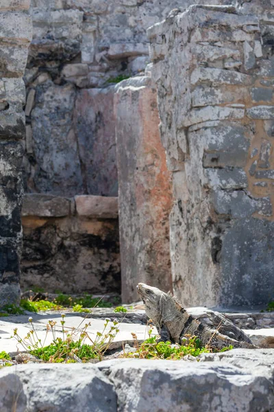 Large Iguanas Lizards Stones Tulum Ruins Mexico — 스톡 사진