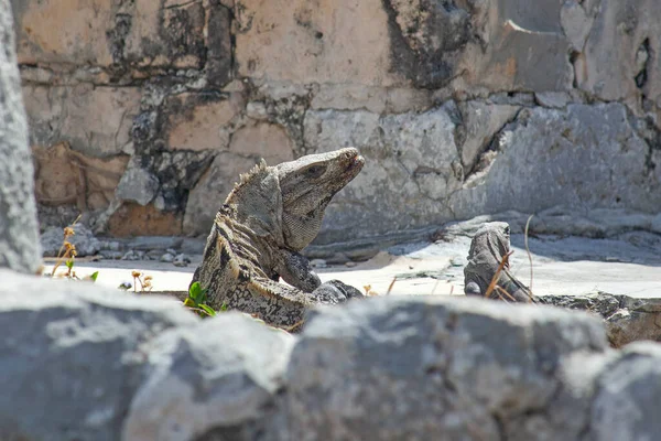 Large Iguanas Lizards Stones Tulum Ruins Mexico — Stockfoto