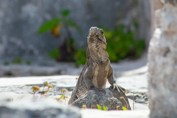 Grands Iguanes Lézards Dans Les Pierres Des Ruines Tulum Mexique — Photo