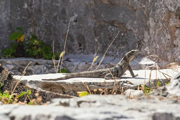 Grands Iguanes Lézards Dans Les Pierres Des Ruines Tulum Mexique — Photo