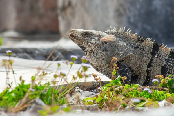 Large Iguanas Lizards Stones Tulum Ruins Mexico — Foto de Stock