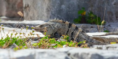 Meksika, Tulum Harabeleri 'nin taşlarında büyük iguana kertenkeleleri